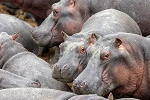 Espece: Afrique, Afrique de l'Est, Kenya, Reserve nationale du Masai