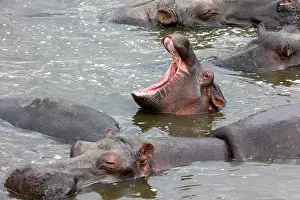 Espece: Afrique, Afrique de l'Est, Kenya, Reserve nationale du Masai
