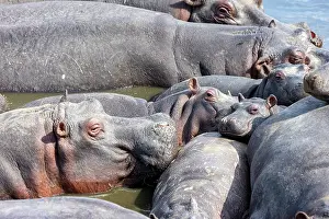 Espece: Afrique, Afrique de l'Est, Kenya, Reserve nationale du Masai