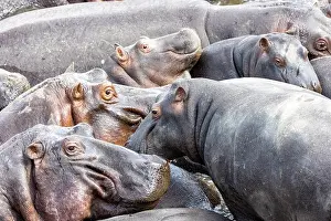 Espece: Afrique, Afrique de l'Est, Kenya, Reserve nationale du Masai