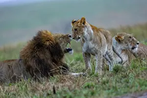 270222: Afrique, Afrique de l'Est, Kenya, Reserve nationale du Masai