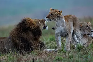 270222: Afrique, Afrique de l'Est, Kenya, Reserve nationale du Masai