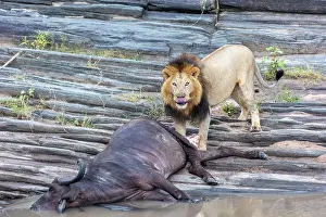 270222: Afrique, Afrique de l'Est, Kenya, Reserve nationale du Masai