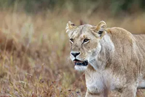 270222: Afrique, Afrique de l'Est, Kenya, Reserve nationale du Masai