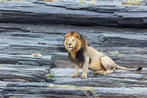 270222: Afrique, Afrique de l'Est, Kenya, Reserve nationale du Masai