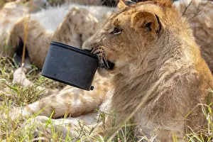 270222: Afrique, Afrique de l'Est, Kenya, Reserve nationale du Masai