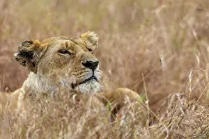 270222: Afrique, Afrique de l'Est, Kenya, Reserve nationale du Masai