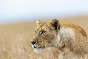 270222: Afrique, Afrique de l'Est, Kenya, Reserve nationale du Masai
