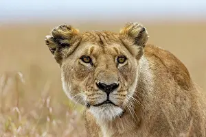 270222: Afrique, Afrique de l'Est, Kenya, Reserve nationale du Masai