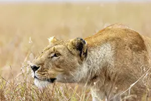 270222: Afrique, Afrique de l'Est, Kenya, Reserve nationale du Masai
