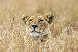 270222: Afrique, Afrique de l'Est, Kenya, Reserve nationale du Masai