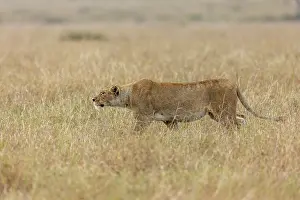270222: Afrique, Afrique de l'Est, Kenya, Reserve nationale du Masai