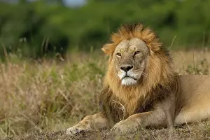 270222: Afrique, Afrique de l'Est, Kenya, Reserve nationale du Masai