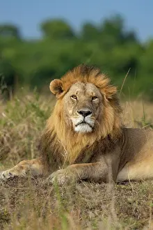 270222: Afrique, Afrique de l'Est, Kenya, Reserve nationale du Masai