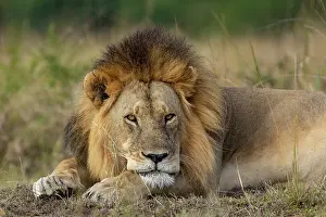 270222: Afrique, Afrique de l'Est, Kenya, Reserve nationale du Masai