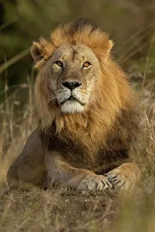 270222: Afrique, Afrique de l'Est, Kenya, Reserve nationale du Masai