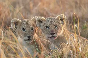 270222: Afrique, Afrique de l'Est, Kenya, Reserve nationale du Masai
