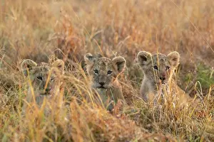 270222: Afrique, Afrique de l'Est, Kenya, Reserve nationale du Masai