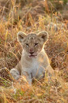270222: Afrique, Afrique de l'Est, Kenya, Reserve nationale du Masai