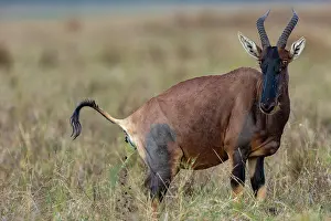 Topi: Afrique, Afrique de l'Est, Kenya, Reserve nationale du Masai