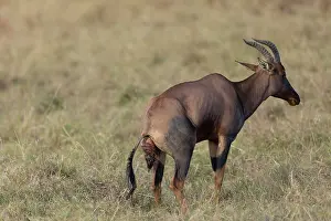 Placenta: Afrique, Afrique de l'Est, Kenya, Reserve nationale du Masai