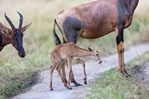 Topi: Afrique, Afrique de l'Est, Kenya, Reserve nationale du Masai