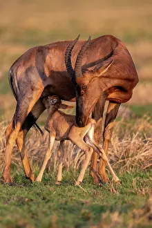 Topi: Afrique, Afrique de l'Est, Kenya, Reserve nationale du Masai