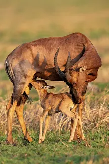 Topi: Afrique, Afrique de l'Est, Kenya, Reserve nationale du Masai