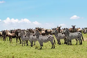 Bleu: Afrique, Afrique de l'Est, Kenya, Reserve nationale du Masai