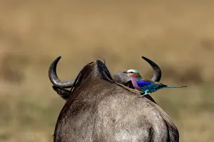 Bleu: Afrique, Afrique de l'Est, Kenya, Reserve nationale du Masai
