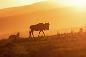Coucher: Afrique, Afrique de l'Est, Kenya, Reserve nationale du Masai