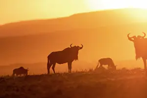 Coucher: Afrique, Afrique de l'Est, Kenya, Reserve nationale du Masai