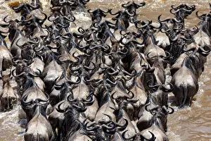 Bleu: Afrique, Afrique de l'Est, Kenya, Reserve nationale du Masai