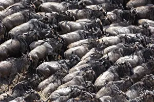 Bleu: Afrique, Afrique de l'Est, Kenya, Reserve nationale du Masai