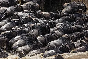Bleu: Afrique, Afrique de l'Est, Kenya, Reserve nationale du Masai