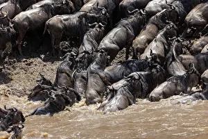 Taurinus: Afrique, Afrique de l'Est, Kenya, Reserve nationale du Masai