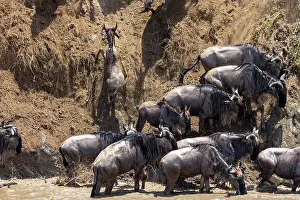 Taurinus: Afrique, Afrique de l'Est, Kenya, Reserve nationale du Masai