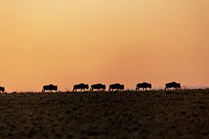Taurinus: Afrique, Afrique de l'Est, Kenya, Reserve nationale du Masai