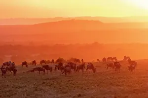 Taurinus: Afrique, Afrique de l'Est, Kenya, Reserve nationale du Masai