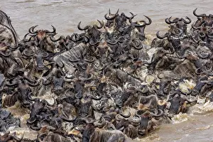 Taurinus: Afrique, Afrique de l'Est, Kenya, Reserve nationale du Masai
