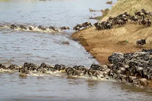 Taurinus: Afrique, Afrique de l'Est, Kenya, Reserve nationale du Masai