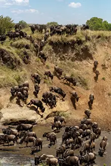 Taurinus: Afrique, Afrique de l'Est, Kenya, Reserve nationale du Masai