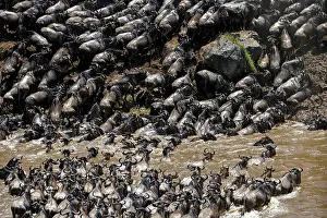 010322: Afrique, Afrique de l'Est, Kenya, Reserve nationale du Masai