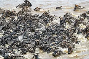 Taurinus: Afrique, Afrique de l'Est, Kenya, Reserve nationale du Masai