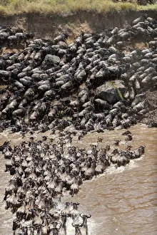 Taurinus: Afrique, Afrique de l'Est, Kenya, Reserve nationale du Masai