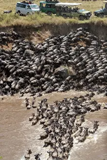 Taurinus: Afrique, Afrique de l'Est, Kenya, Reserve nationale du Masai
