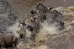 Taurinus: Afrique, Afrique de l'Est, Kenya, Reserve nationale du Masai