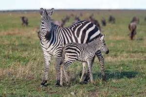 Commun: Afrique, Afrique de l'Est, Kenya, Reserve nationale du Masai