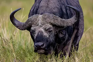 Caffer: Afrique, Afrique de l'Est, Kenya, Reserve nationale du Masai