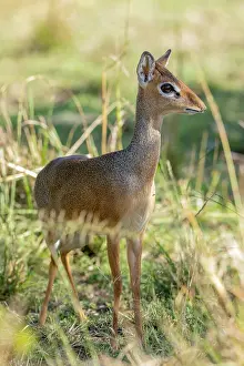 Madoqua: Afrique, Afrique de l'Est, Kenya, Reserve nationale du Masai